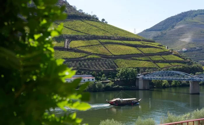 Barco de passeio navegando pelo rio Douro entre vinhas em socalcos no Pinhão